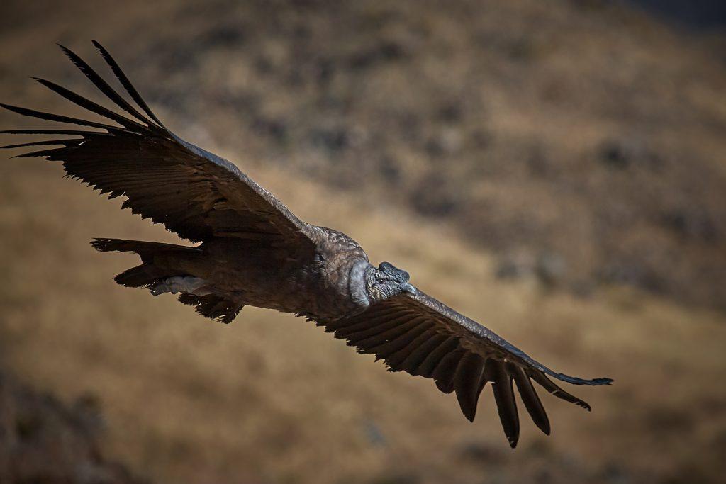 kondor, Peru