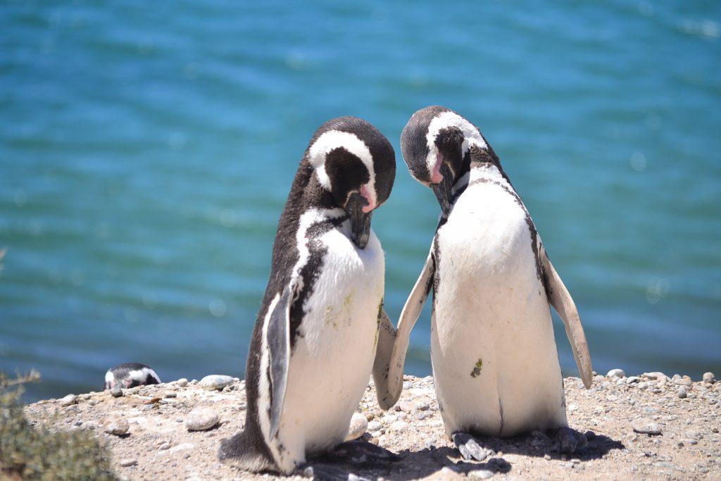 Pingvinek, Puerto Madryn Argentina