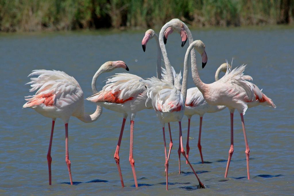 Camarque, flamingók