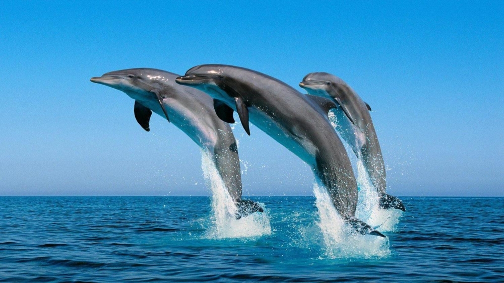 Delfinek, Omán