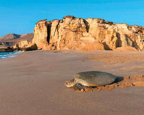 Omán teknős a parton